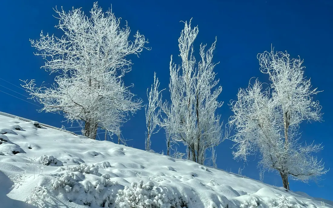 Árvores cobertas de gelo e neve nos Andes